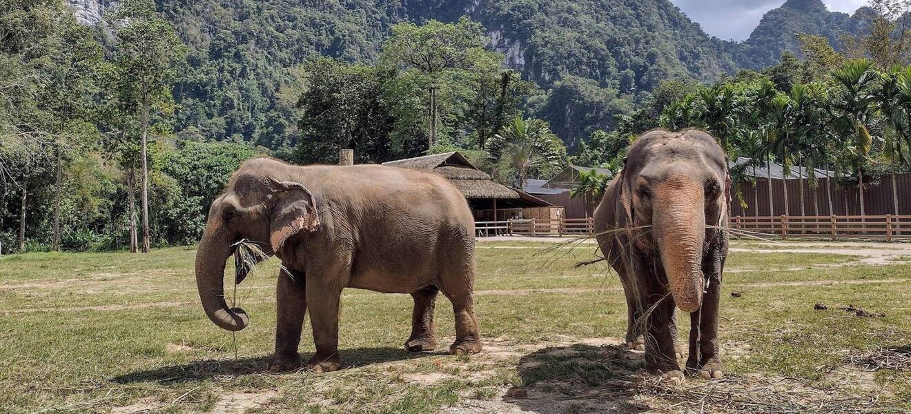 Elenfanten beim Freiwilligenprojekt in Thailand