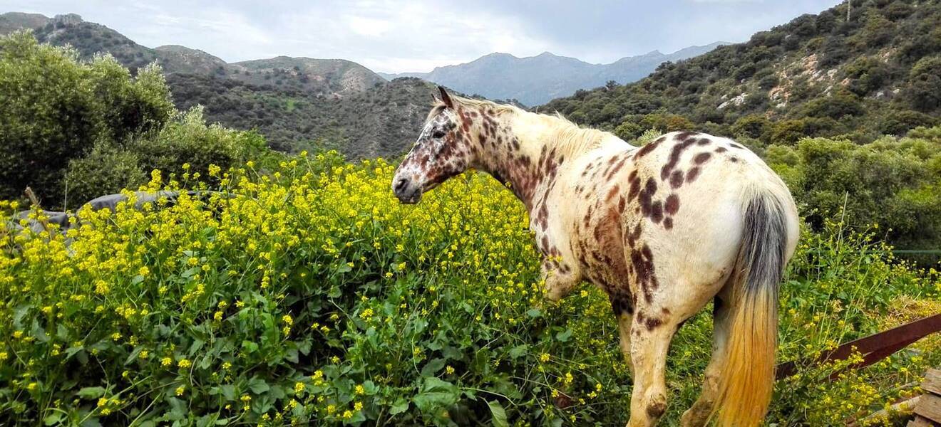 Farmstay auf der Pferdefarm in Andalusien