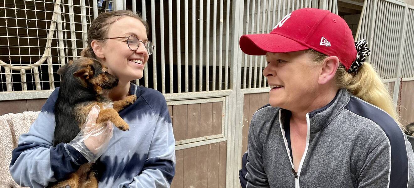 Animal Rescue Irland