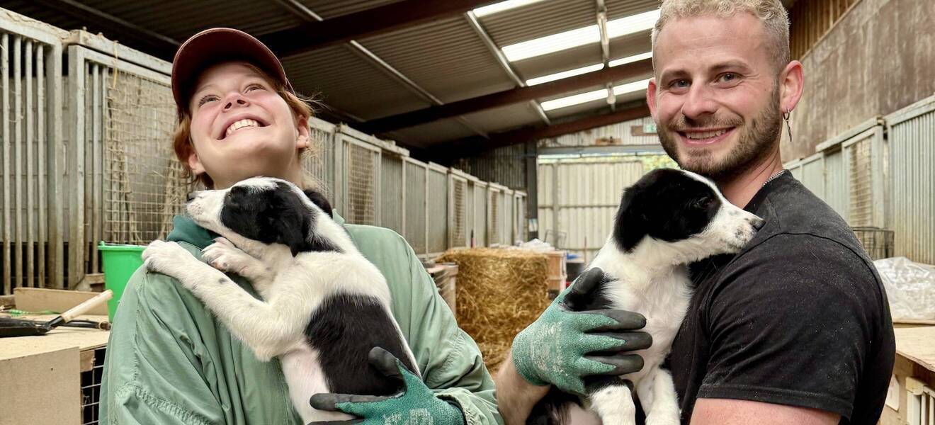 Hunde Rescue Südirland