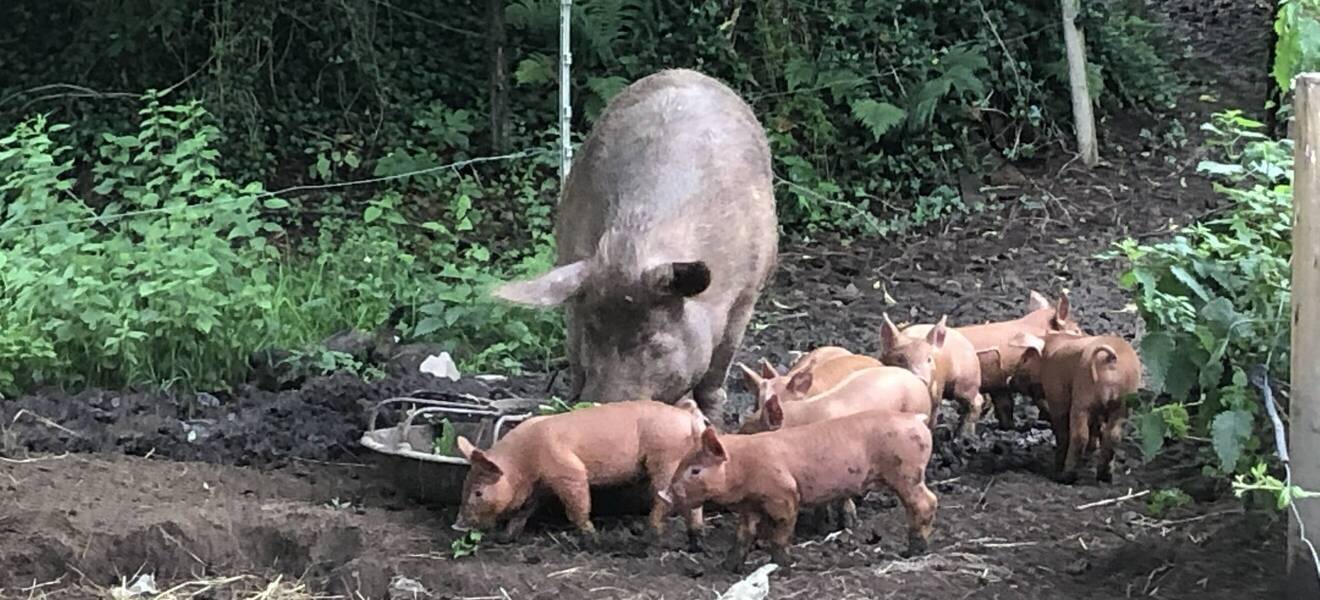 Schweine auf der Farm Irland