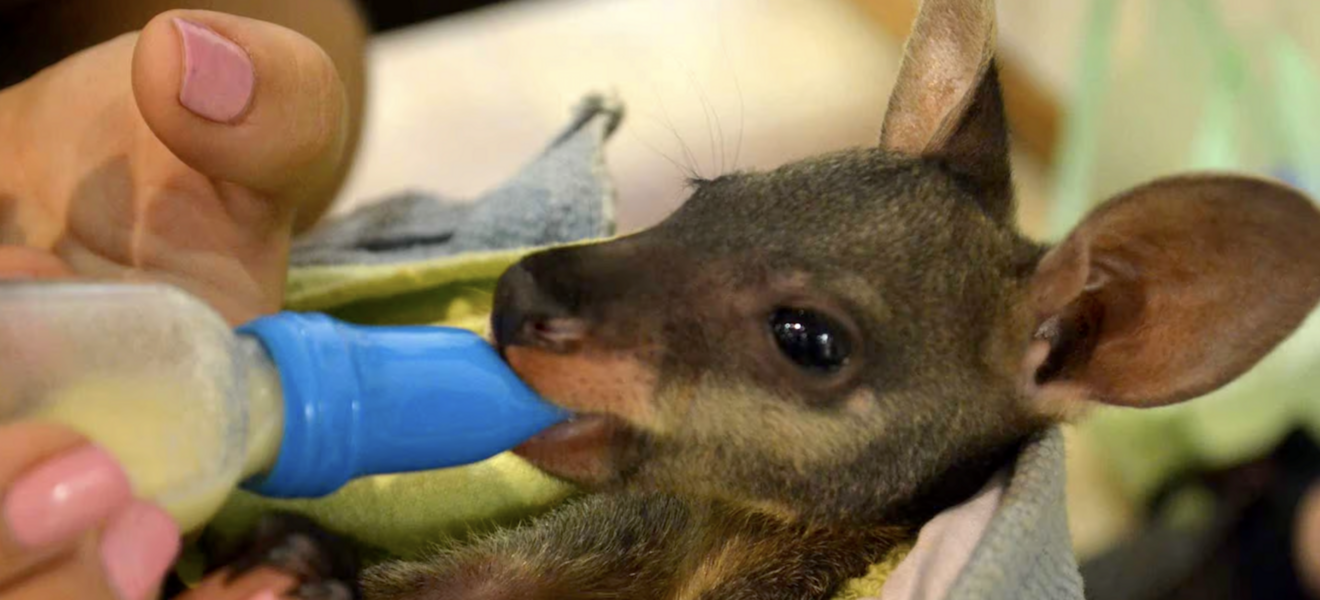 Pflege eines Känguru-Babys im Projekt