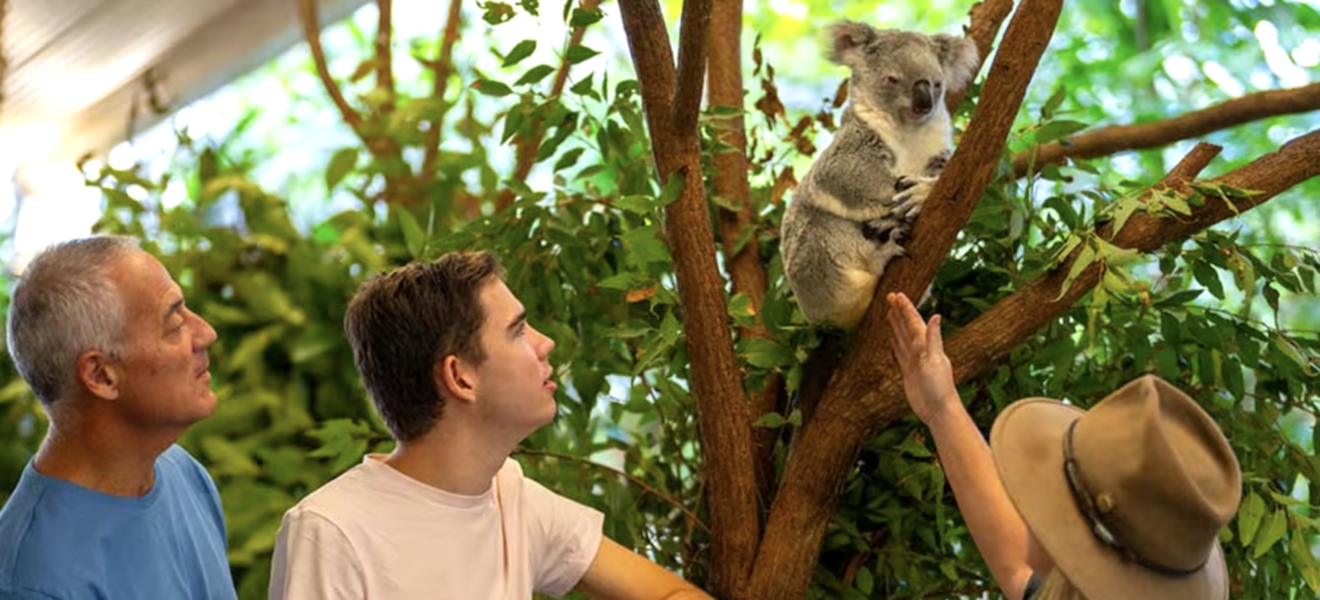 Rundgang mit Besuchern und Koala