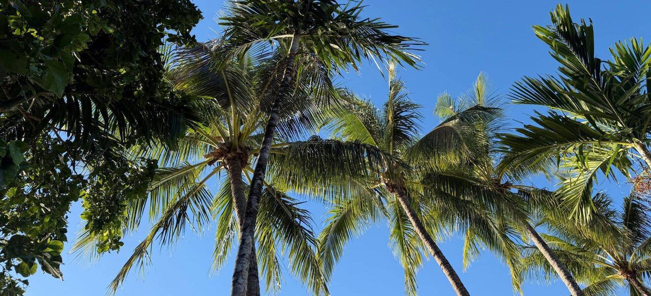 Palmen in Cairns