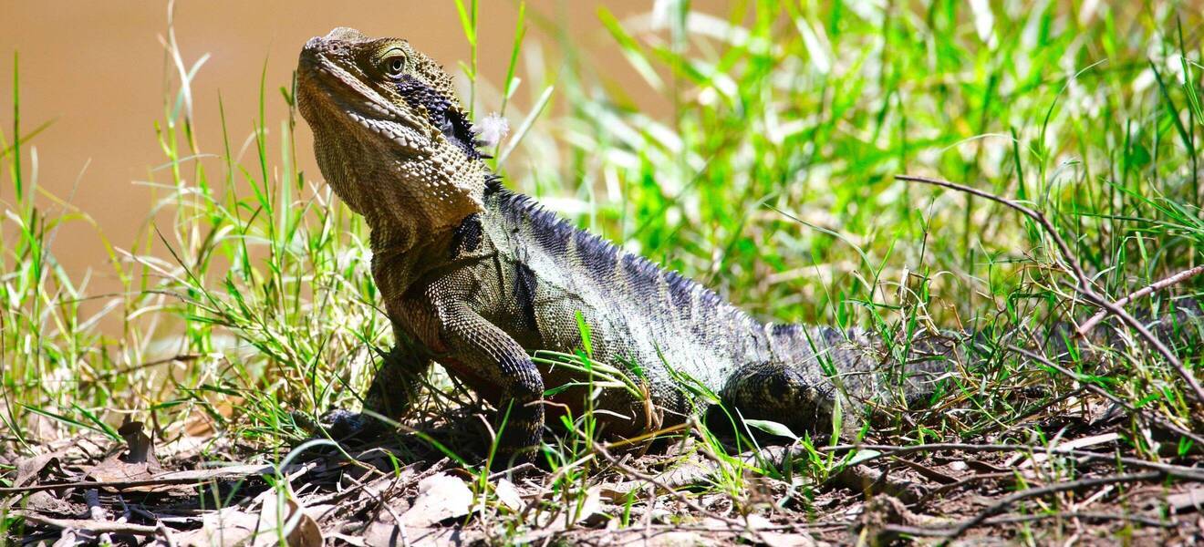 Wildlife im Projekt in Australien