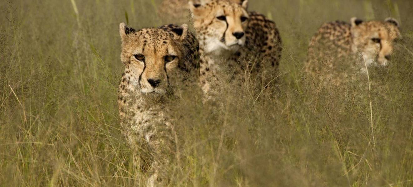 Volunteering im Wildlife Projekt in Namibia