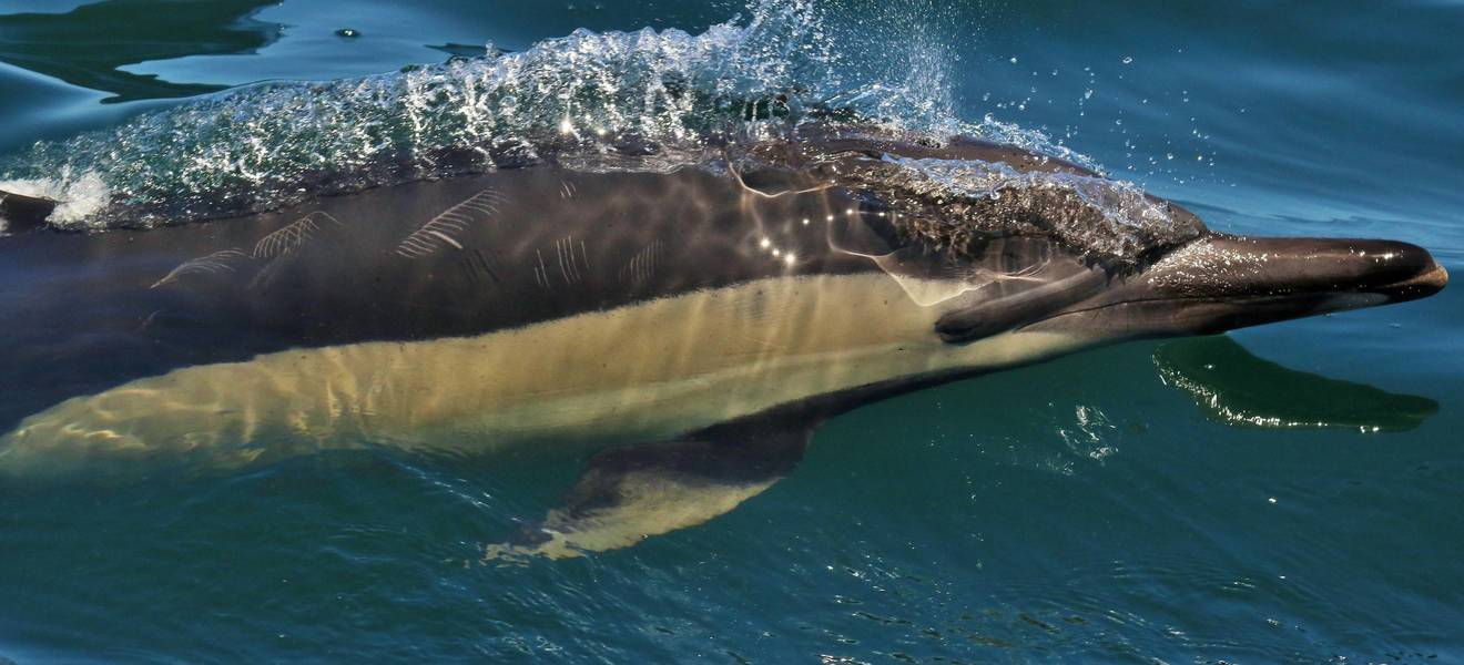 Projekt mit Meerestieren in Südafrika