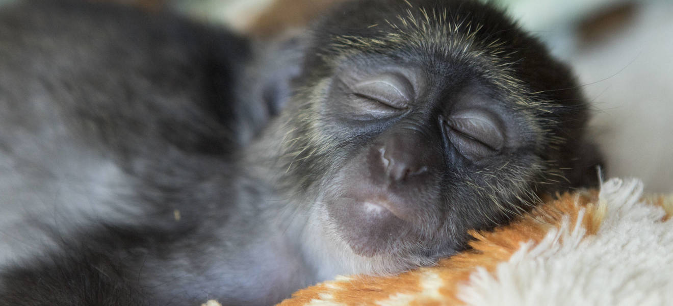 Projekt mit Affen in Südafrika