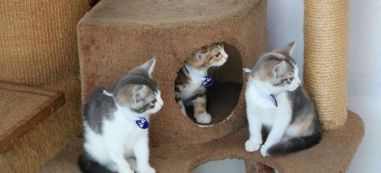 Tierschutz Projekt in Südafrika