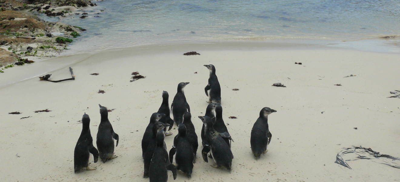 Seevögel Projekt in Südafrika