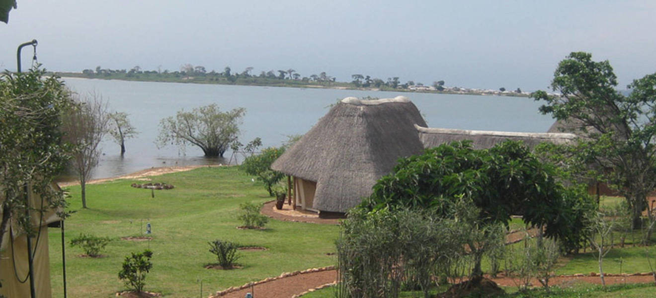 Volunteering-mit-Schimpansen-in-Uganda