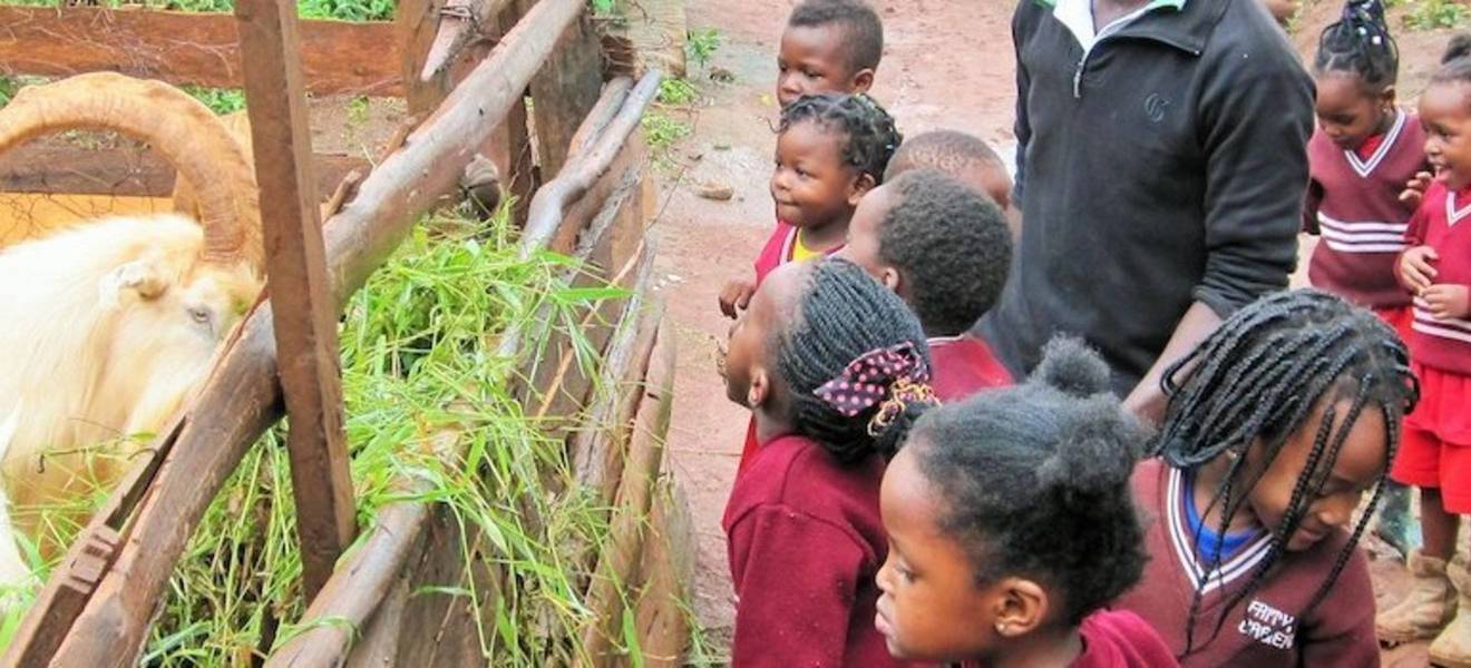 Freiwilligenarbeit ökologische Bildung Uganda NGO Arbeit