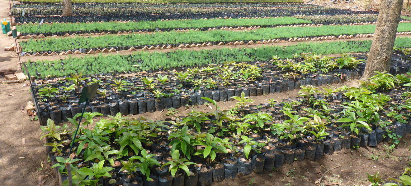  Freiwilligenarbeit bim Aufforstungsprojekt in Iringa