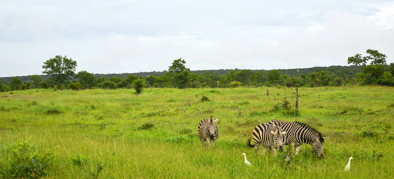 Simbabwe ist für dich, wenn...