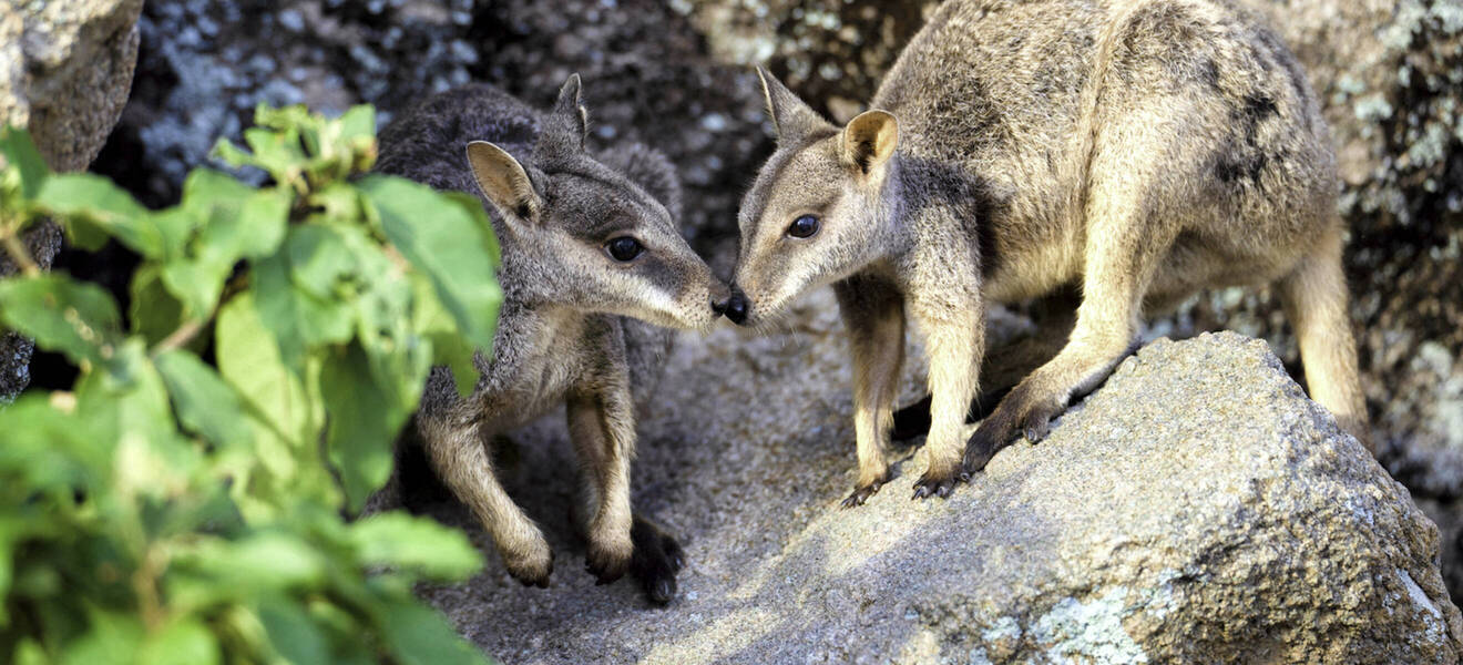 Kängurus auf Magnetic Island