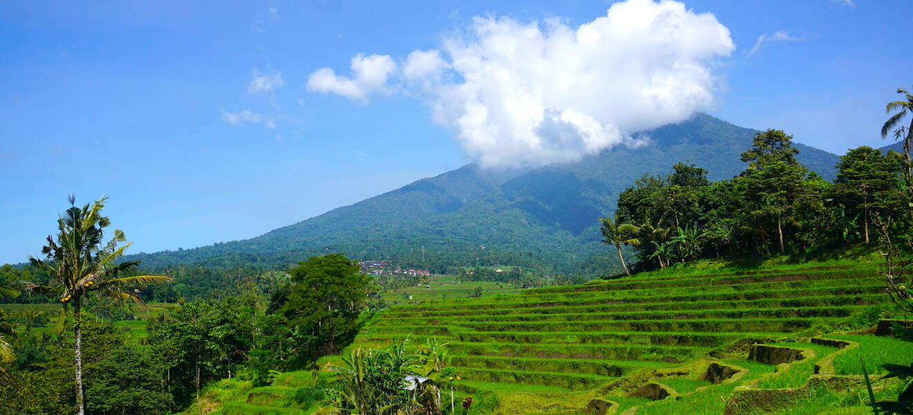 Reisterrassen bei deiner Freiwilligenarbeit auf Bali 