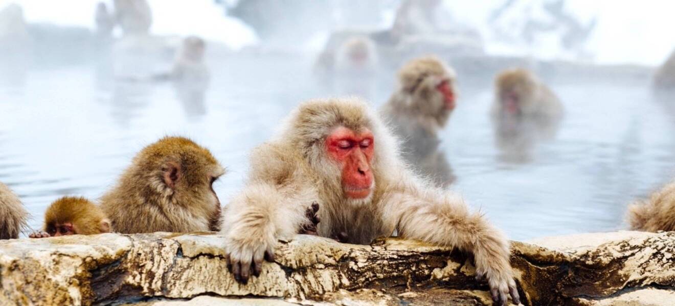 Schneeaffen im Winter Japans