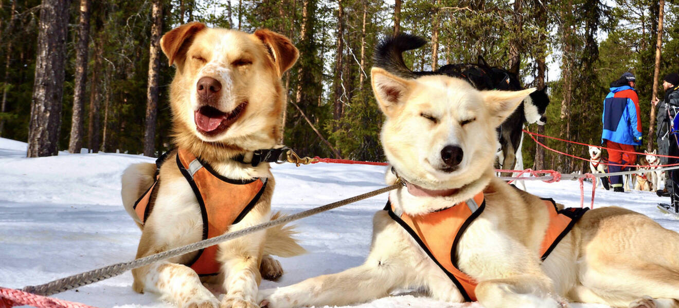 Huskys in Schweden