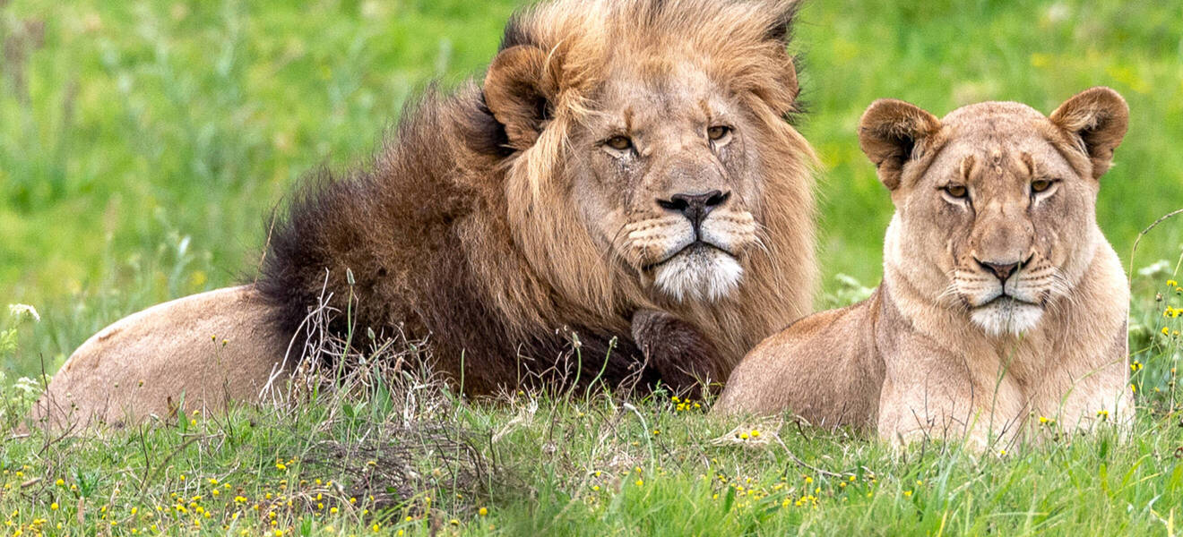 Freiwilligenarbeit mit Wildtieren in Südafrika