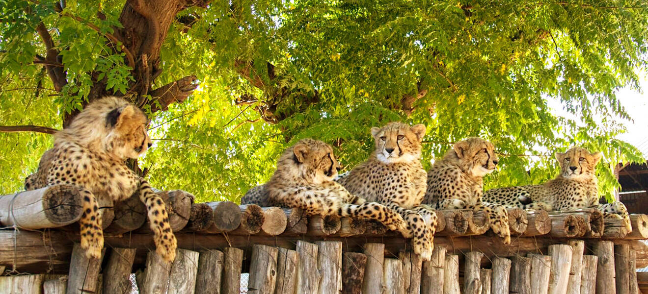 Tierschutz- & Wildlife Projekte in Afrika
