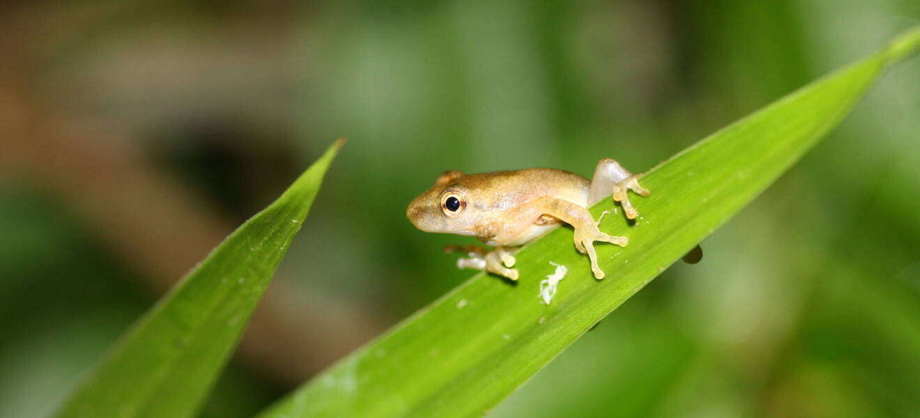 Bolivien Artenvielfalt