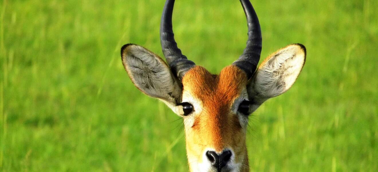 Aktuelle Lage und Sicherheit in Uganda