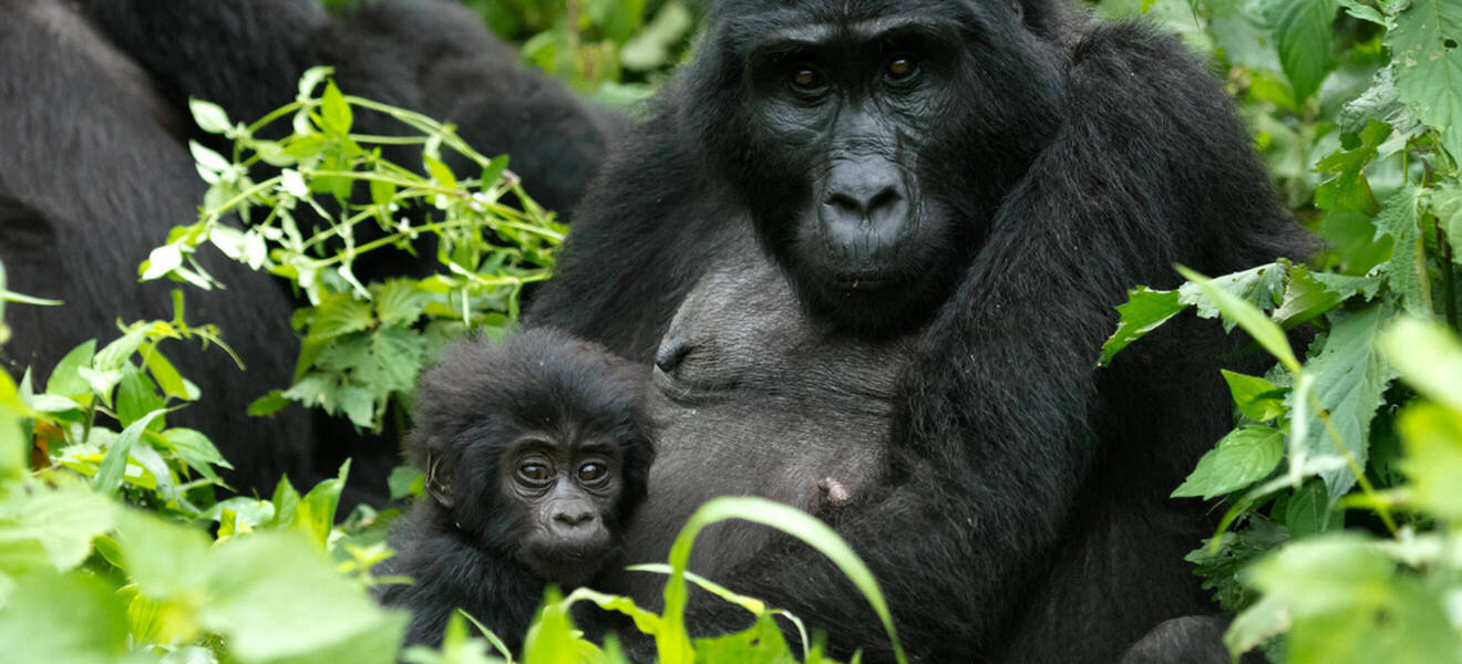 Uganda ist für dich, wenn du...