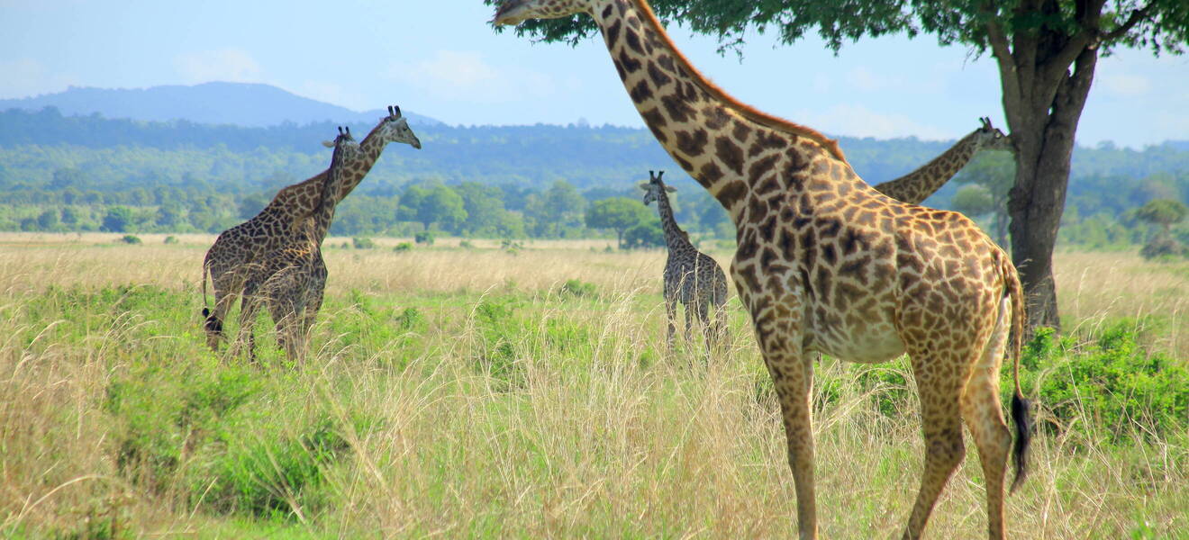 Reisetipps in Tansania