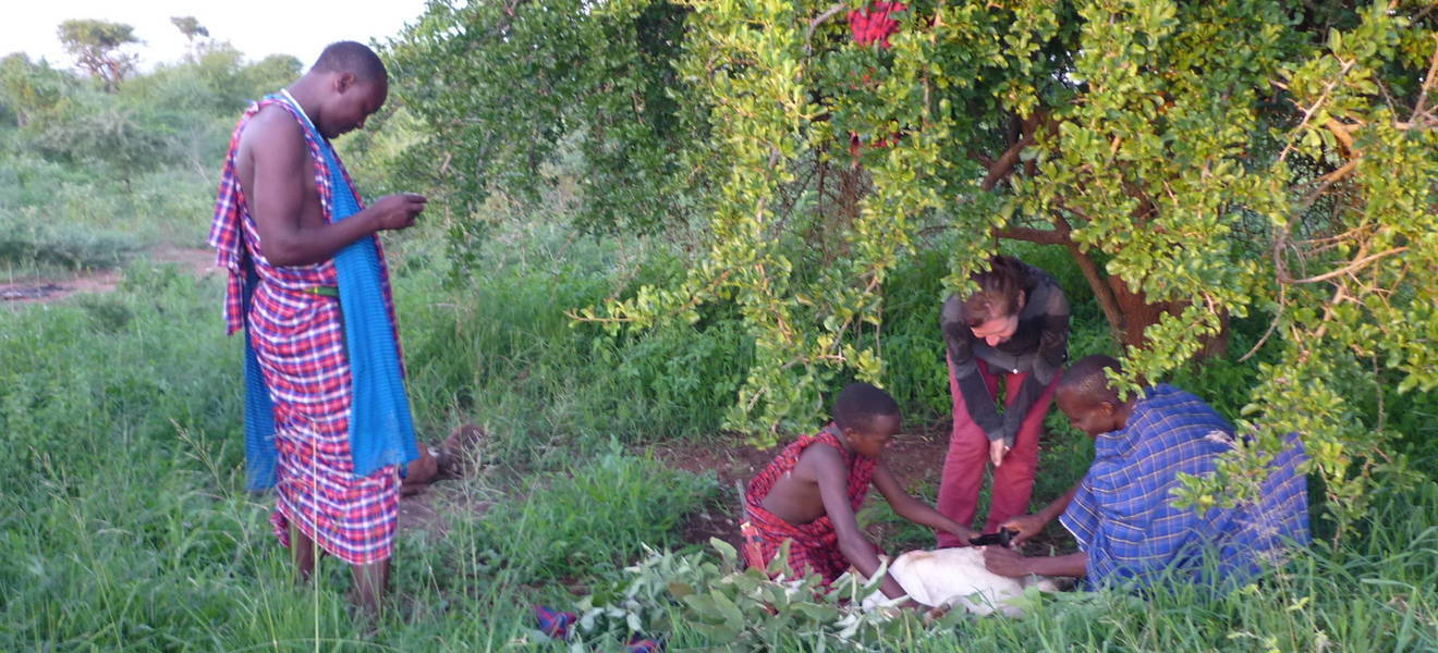 Schlachten einer Ziege auf traditionelle Art und Weise