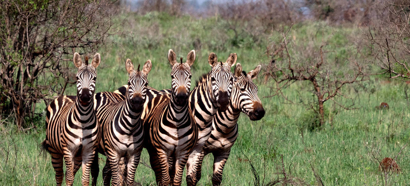 Zebras im Nationalpark 