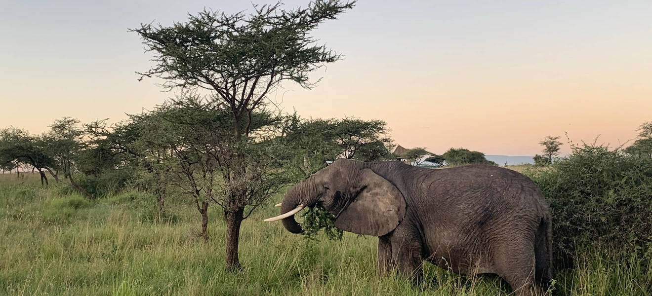 Elefant im Ruaha Nationalpark