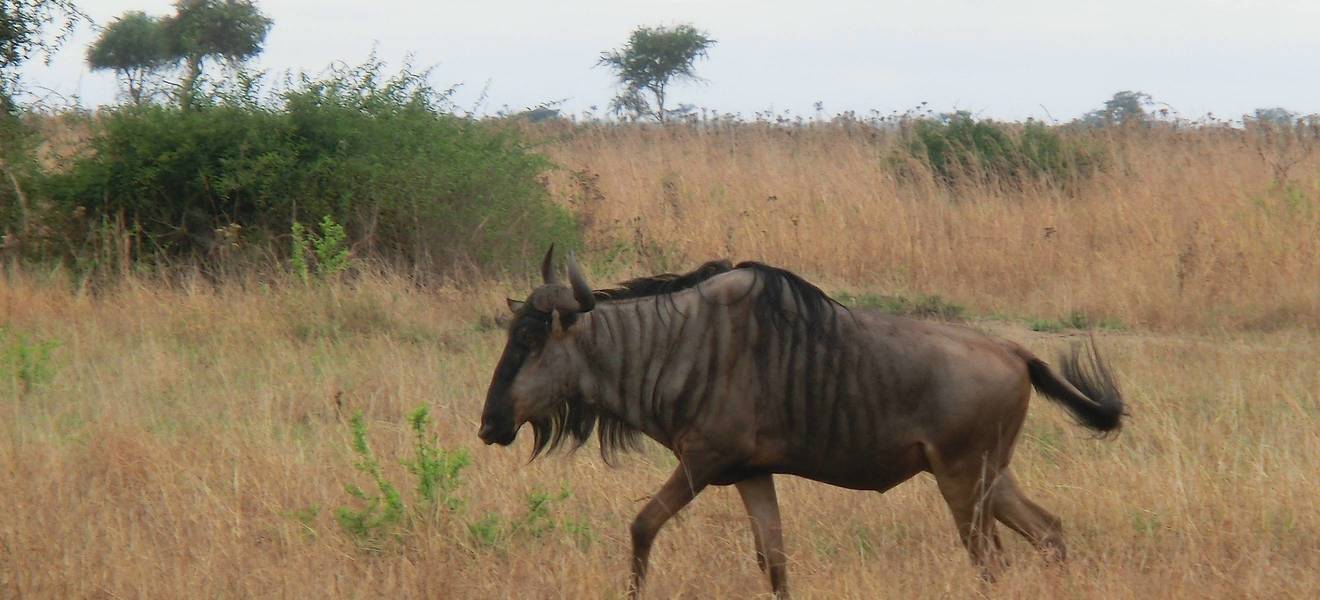 A wildebeest in the national park