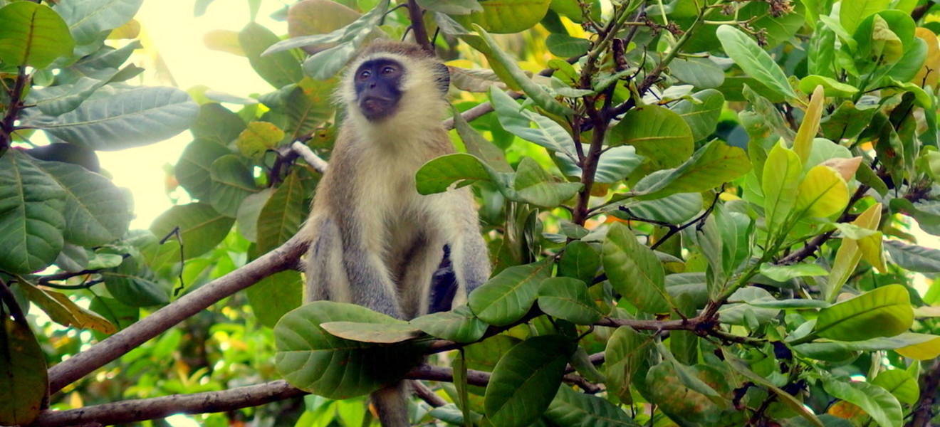 Ein Affe im Serengeti-Nationalpark