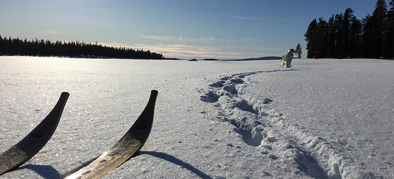 Natur-Erlebniswoche in Schwedisch Lappland mit Husky-Touren