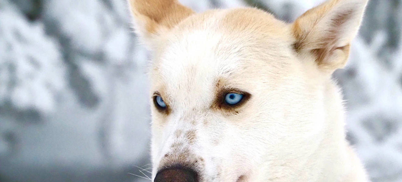 Natur-Erlebniswoche in Schwedisch Lappland mit Husky-Touren