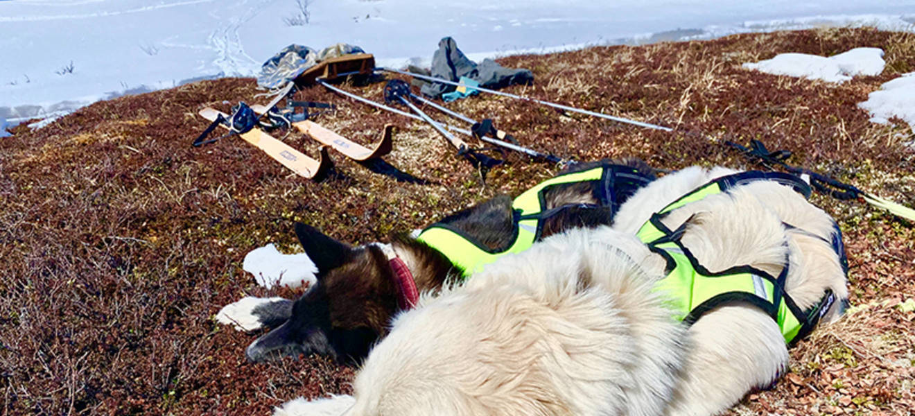 Winterwoche in Nordschweden