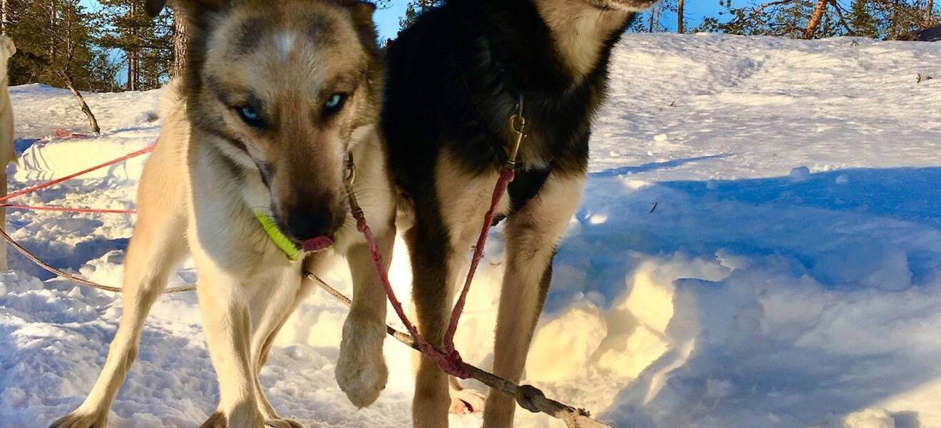 Musher Workshop in Schweden 