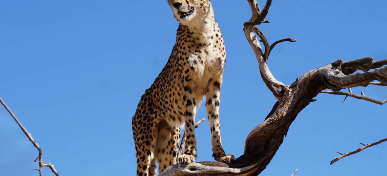 Gepard in Namibia
