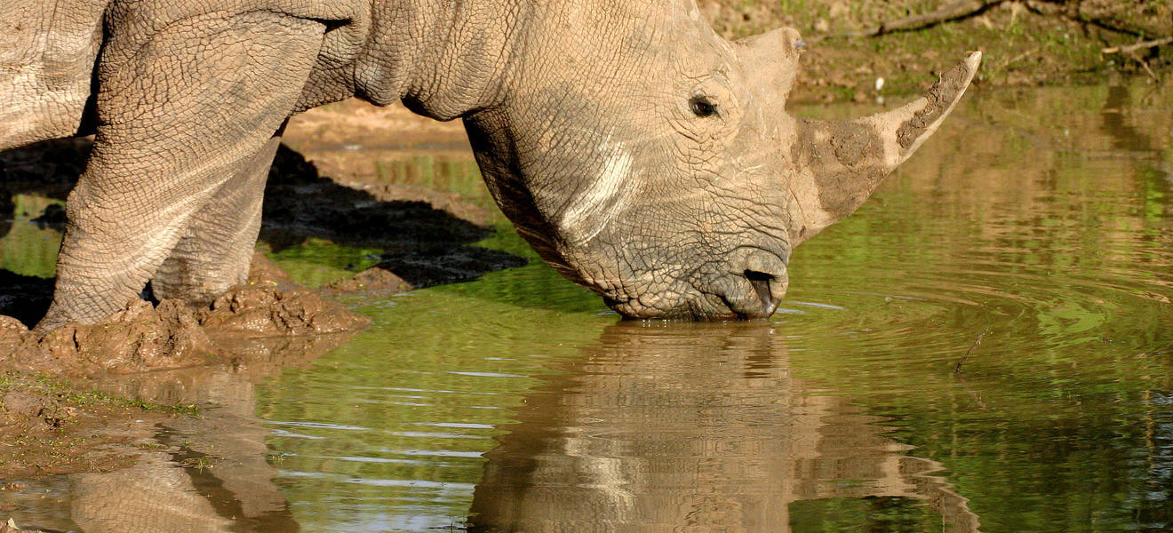Spitzmaulnashorn im Etosha Nationalpark