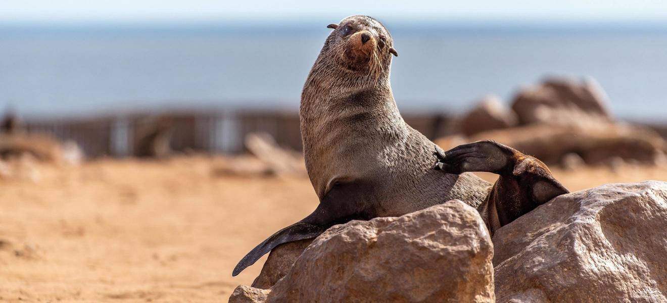Robbe am Cape Cross in Namibia
