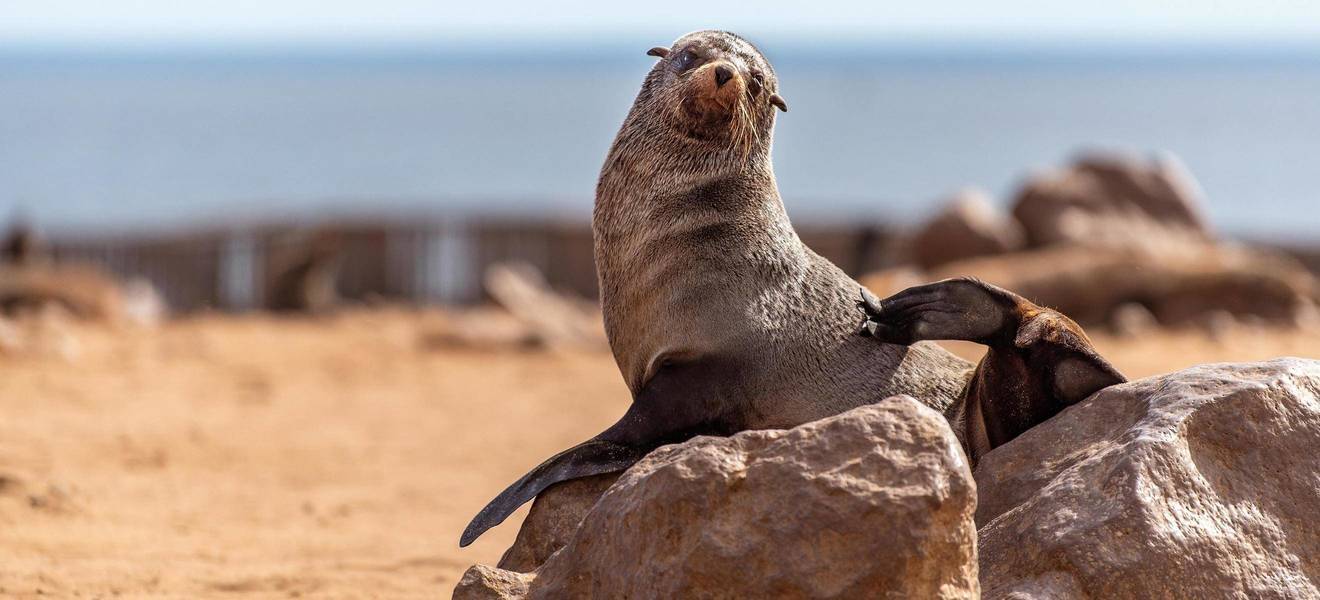 Seal at Cape Cross in Namibia