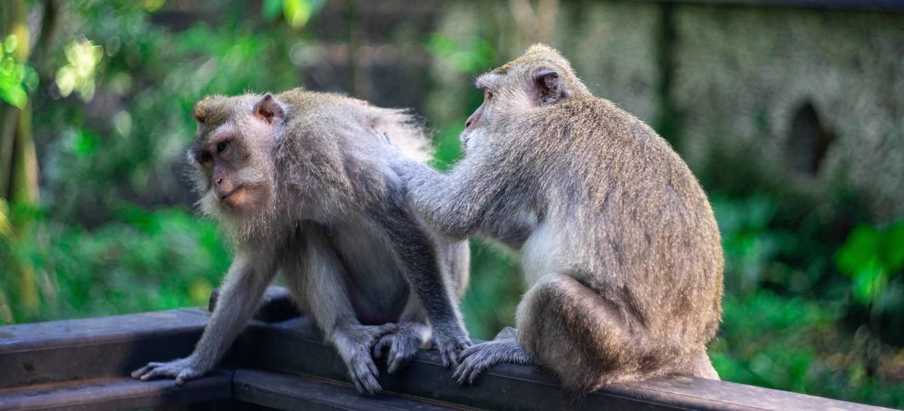 Bali Culture Tour Monkey Forest