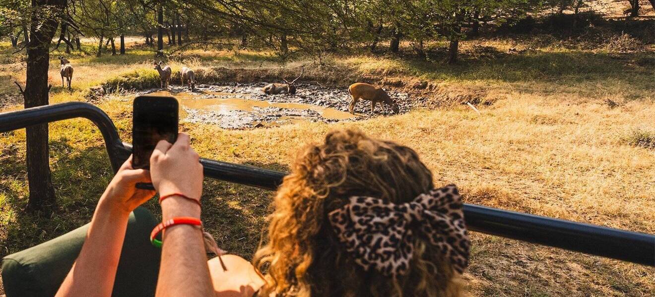 Safari im Nationalpark Indien 