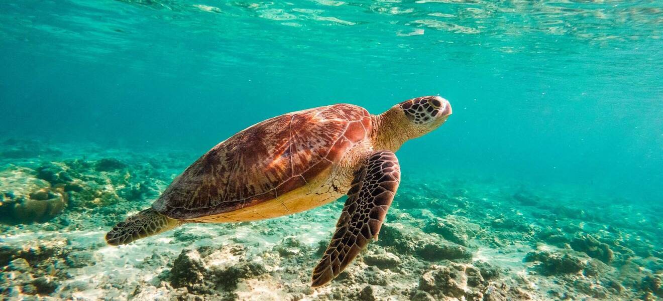 Gili-Inseln Bootstrip & Schnorcheln