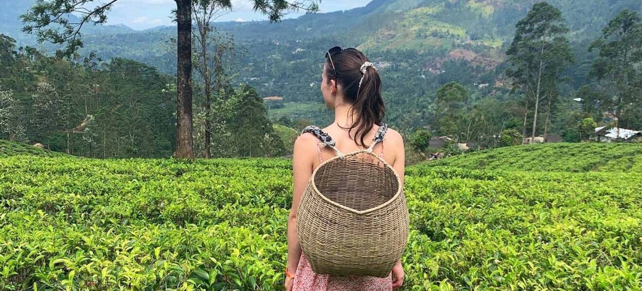 Teeplantage bei Ella