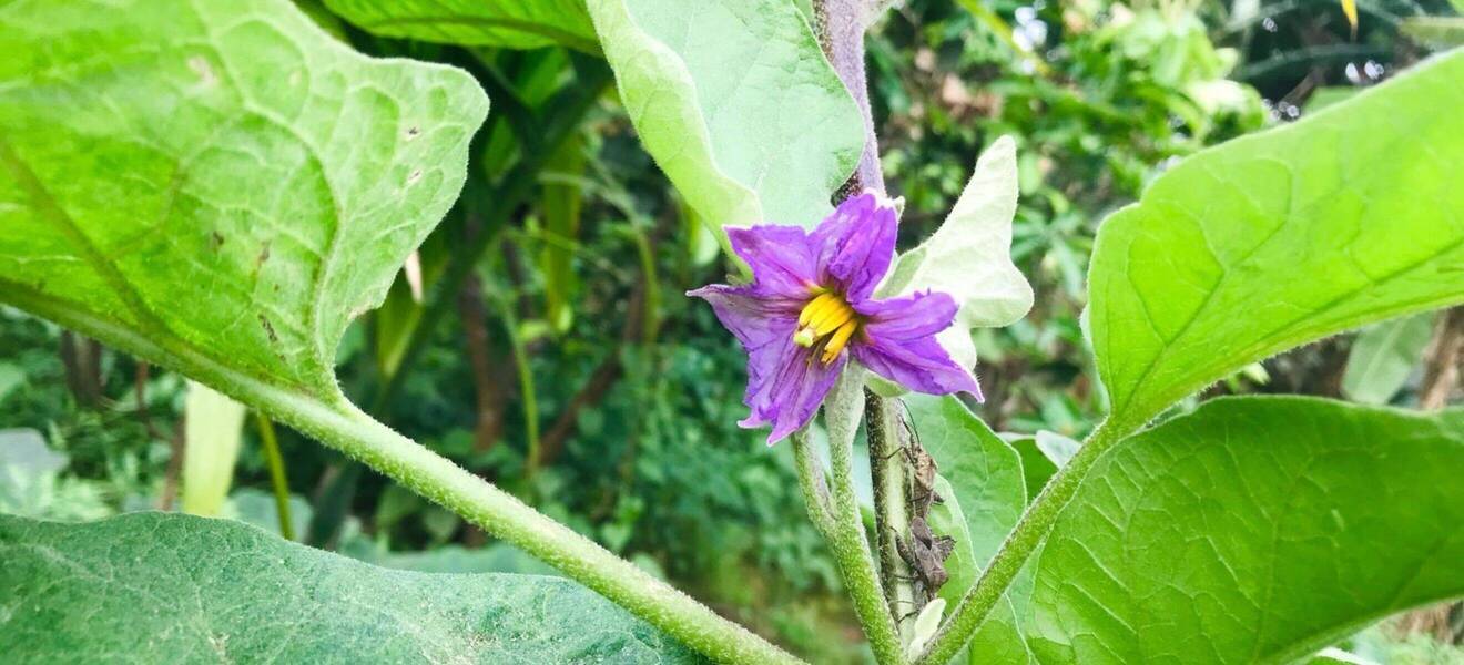 Volunteer-Trip durch Vietnam