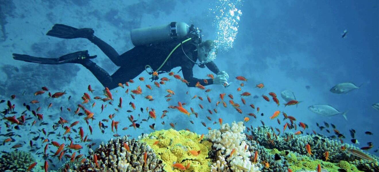 Korallen bei Koh Tao