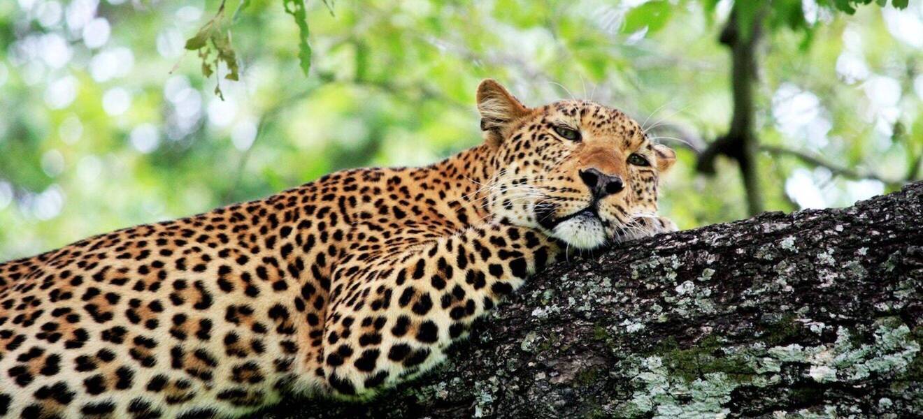 Leopard in Yala National Park in Sri Lanka
