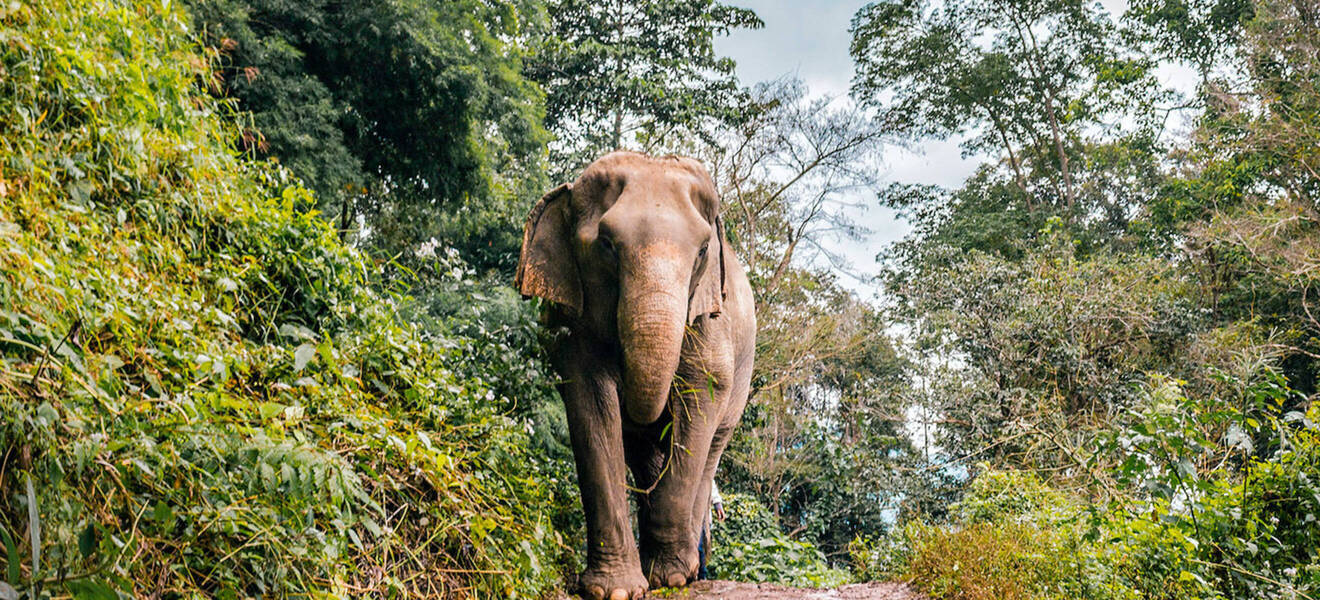 Chiang Mai - Elefanten