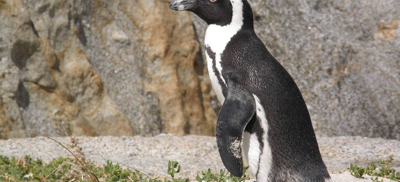 Pinguin in Südafrika